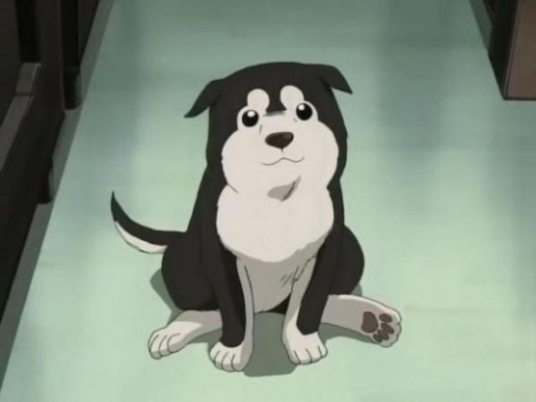 El mejor amigo del hombre?: 70 perros adorables del anime (y otros no  tanto) - SuperAficionados